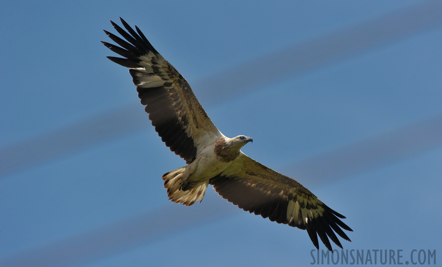 Haliaeetus leucogaster [550 mm, 1/2000 sec at f / 9.0, ISO 800]